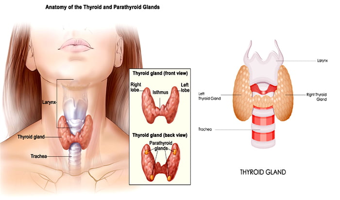 Simptom thyroid